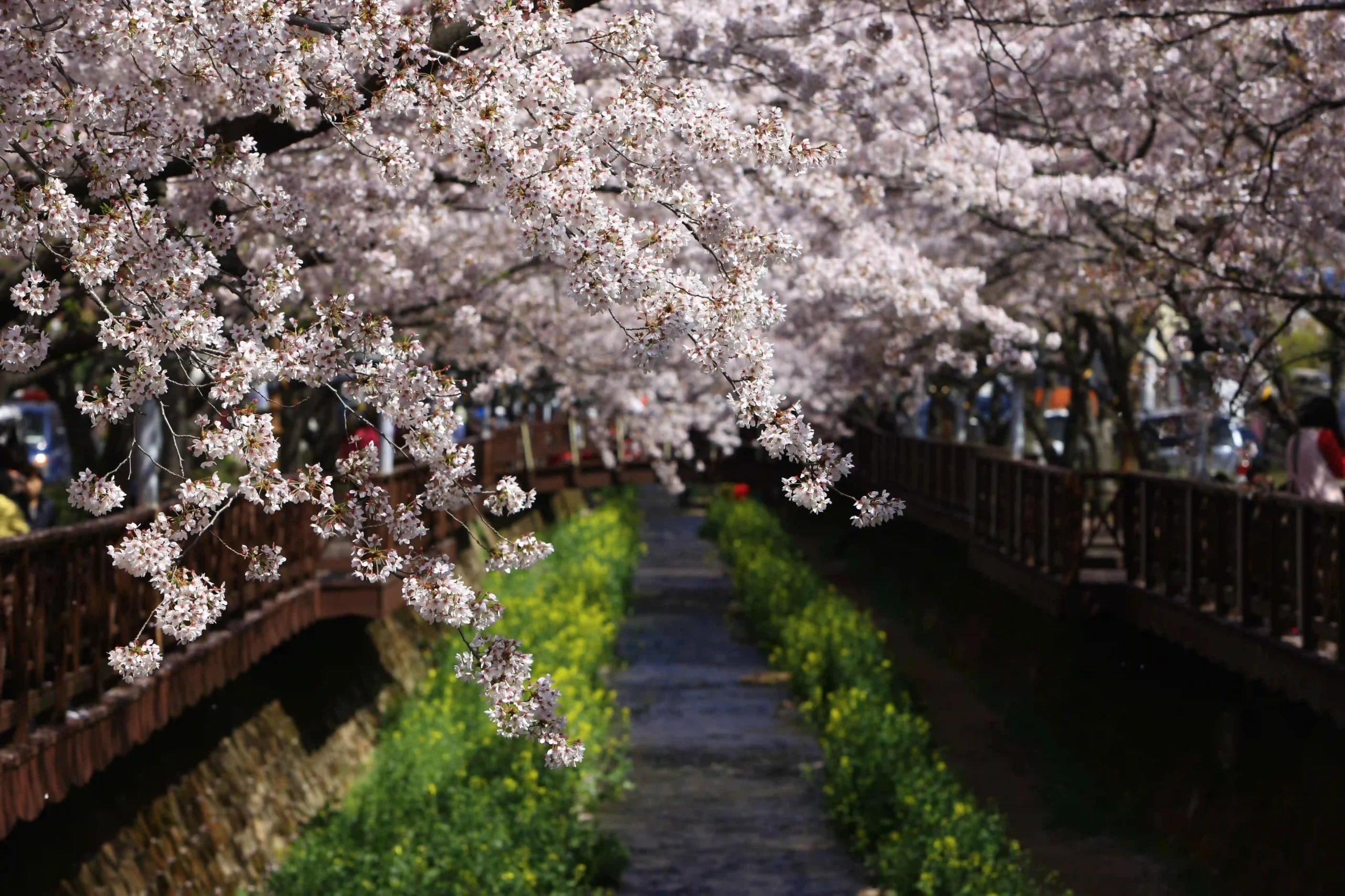 두근두근 봄꽃 여행, 2025년 3월 떠나면 좋을 곳들 42 두근두근 봄꽃 여행, 2025년 3월 떠나면 좋을 곳들