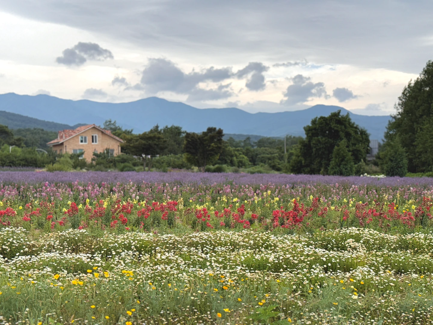 고성 하늬라벤더팜, 꽃을 원없이 구경할 수 있는 곳 1 고성 하늬라벤더팜, 꽃을 원없이 구경할 수 있는 곳