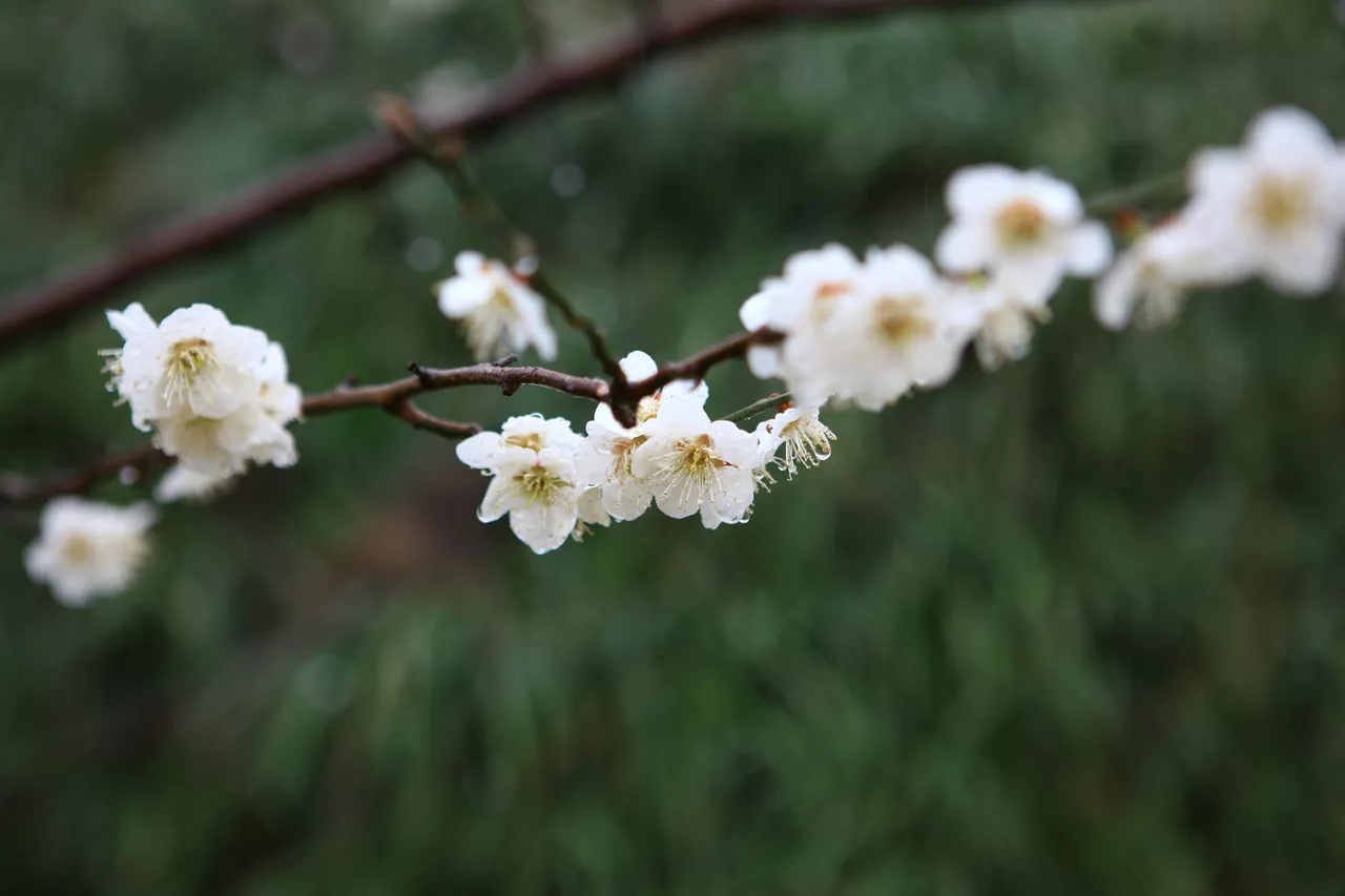 매화 꽃 명소 Best 5, 광양부터 창덕궁까지 1 매화 꽃 명소 Best 5, 광양부터 창덕궁까지